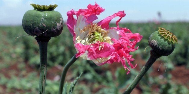 A poppy flower and seed heads sway in an illegal poppy field in Maiwand district of Kandahar province on April 19, 2015. AFP PHOTO / Javed Tanveer (Photo credit should read JAVED TANVEER/AFP/Getty Images)