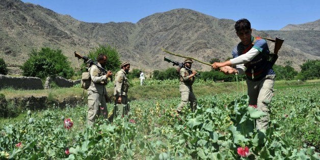 Afghan security force members destroy an illegal poppy crop in the Noor Gal district of eastern Kunar province on April 29, 2014. Citing the United Nations Office of Drugs and Crime, John Sopko, the US Special Inspector General for Afghanistan Reconstruction, said January 2014 that the rise in opium production is expected to continue and threaten the stability of the Afghan government. AFP PHOTO / Noorullah Shirzada (Photo credit should read Noorullah Shirzada/AFP/Getty Images)