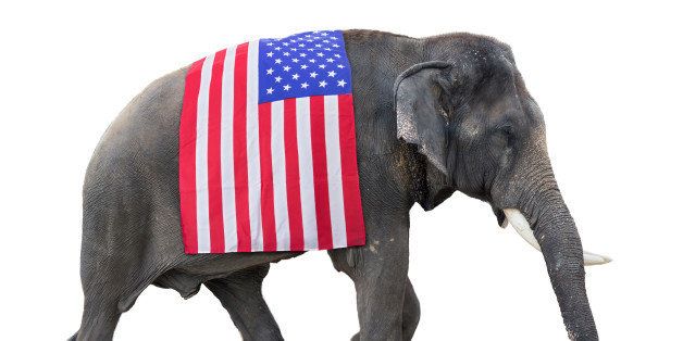 elephant carries a flag USA, isolated on white background