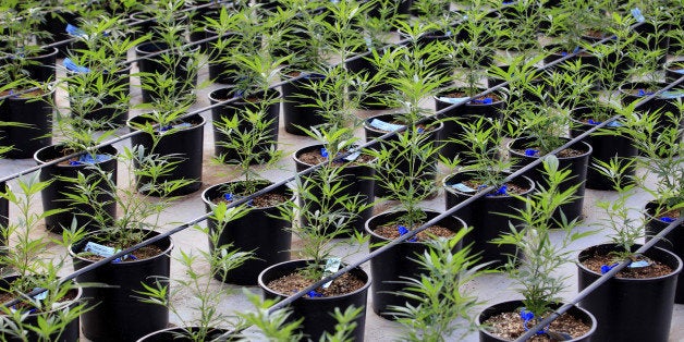 Marijuana plants grow in a greenhouse at the Los Suenos Farms facility in Avondale, Colorado, U.S., on Thursday, Feb. 25, 2016. About 938 dispensaries, which outnumber Starbucks in Colorado, in 2015 yielded $135 million in state taxes and fees, 44 percent more than a year earlier. Yet as the market enters its third year after voters legalized retail sales in 2012, officials question whether the newfound income outweighs the escalating social costs. Photographer: Matthew Staver/Bloomberg via Getty Images