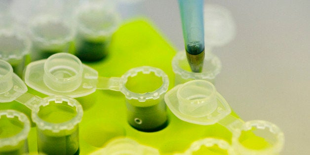 Laboratory technicans of the company Icon Genetics prepare proteines from Tobacco plants (Nicotiana benthamiana) for weighing in a laboratory in Halle, August 14, 2014. Icon Genetics develop a technology to mass produce Ebola vaccine with the help of tobacco plants. REUTERS/Axel Schmidt (GERMANY - Tags: HEALTH SCIENCE TECHNOLOGY) 