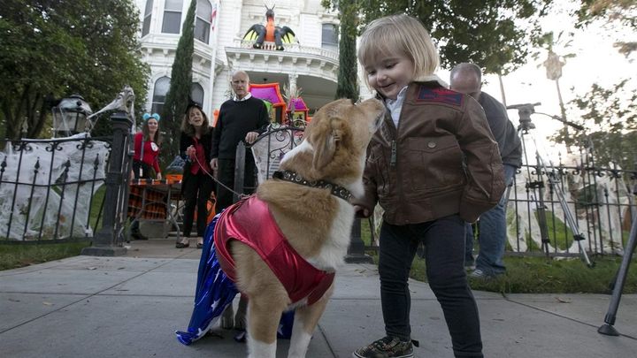 Democratic California Gov. Jerry Brown and his wife, Anne Gust Brown, background, watch as their dog, Colusa, dressed as Wonder Woman, greets trick-or-treater Abigail Cacciatore, 2, during a Halloween visit to the governor’s mansion last year. Brown endorsed the strictest-in-the-nation pet insurance regulations. 