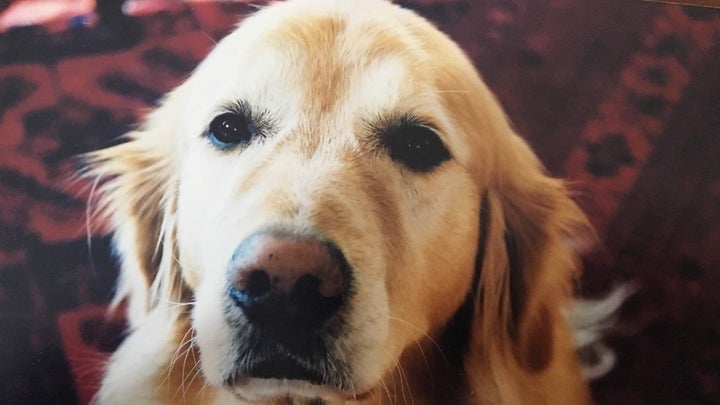 Bodie, the golden retriever from California whose death resulted in a hassle over a pet insurance claim, triggering passage o