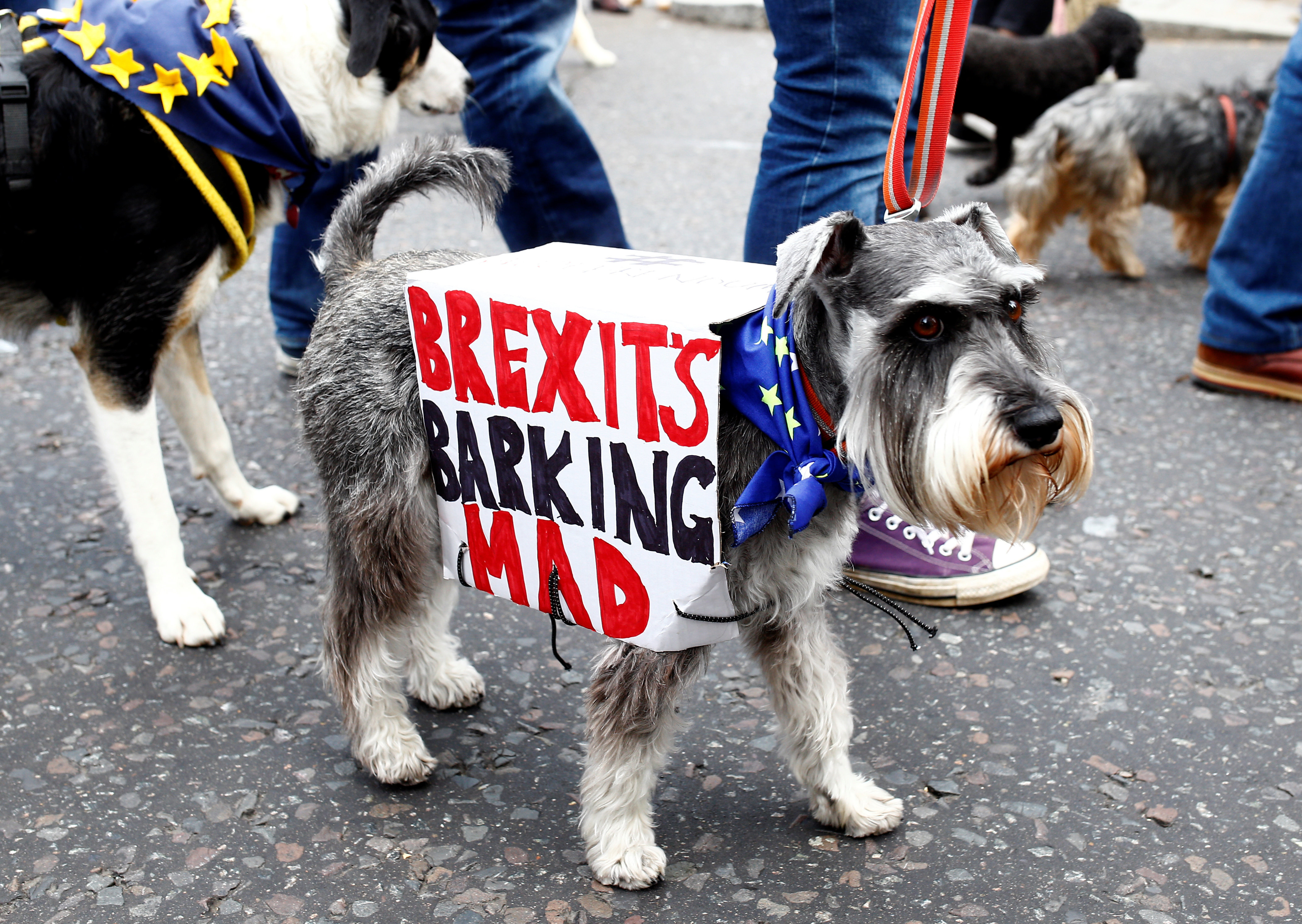 British Dogs And Their Owners Demand Brexit Wooferendum HuffPost   5bbb84e5210000d601c98379 