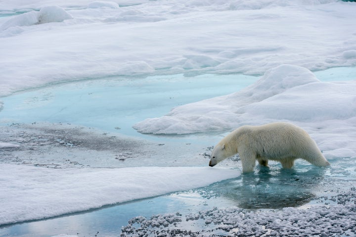 A polar bear in Svalbard, Norway. Polar bears, which rely on pack ice to hunt, face the prospect of having no Arctic sea ice in the summer once a decade if the average global temperature rises another 1 degree Celsius.