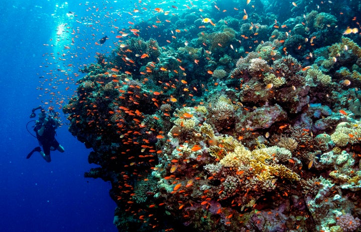 A diver photographs a coral reef in Egypt's Ras Mohammed marine reserve, off the southern tip of the Sinai Peninsula, Sept. 4, 2018. A warming ocean will prove disastrous for coral reefs and coastal communities that rely on nearshore fisheries.