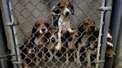 Hunde-Rettung: Polizei betritt verwahrlostes Haus und findet 71 verzweifelte Tiere