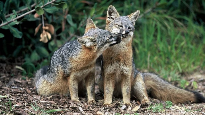 Island foxes are one of the few animals to be removed from the endangered species list. Critics say the low recovery rate under the law shows it needs to be changed. 