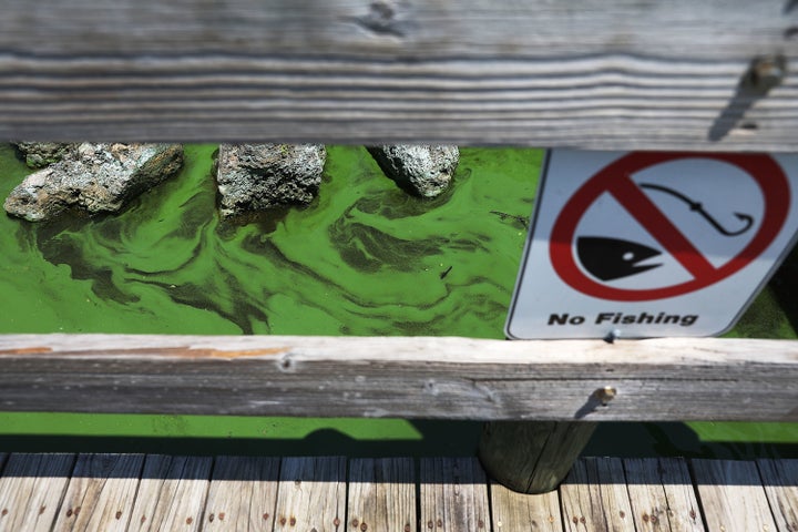 Green algae in the St. Lucie River on July 13 in Stuart, Florida. The effects of a toxic algae bloom appear to have cut into