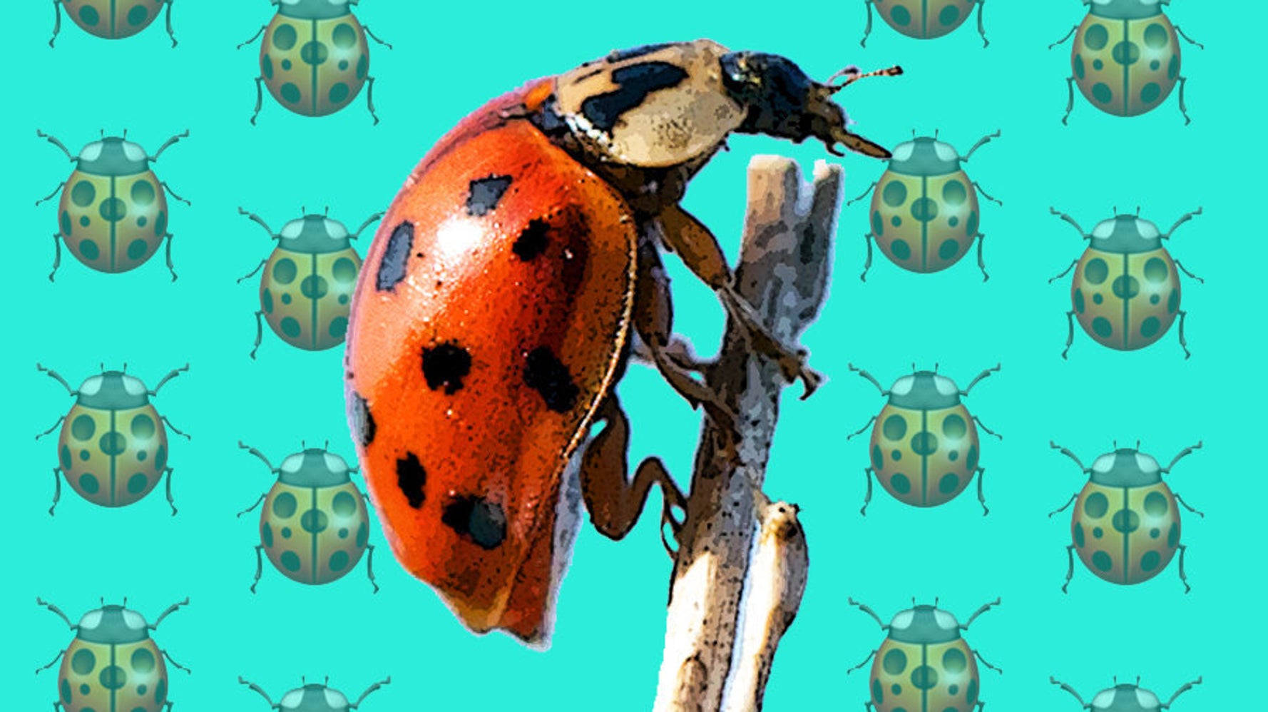 Ladybirds Won T Give You An Std Or Anything Else For That Matter