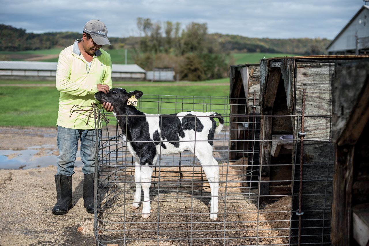 Roberto Tecpile, a native of Astacinga, Veracruz, Mexico, cares for a 3-day-old calf at the Rosenholm dairy farm in Cochrane, Wisconsin.