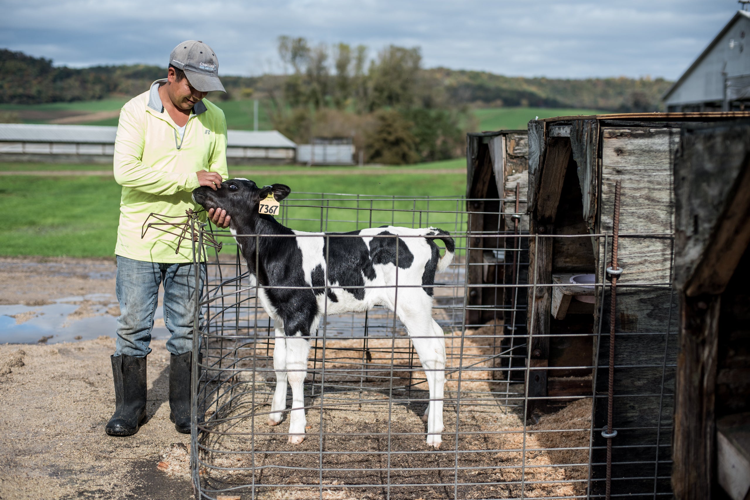 Roberto Tecpile, a native of Astacinga, Veracruz, Mexico, cares for a 3-day-old calf at the Rosenholm dairy farm in Cochrane,
