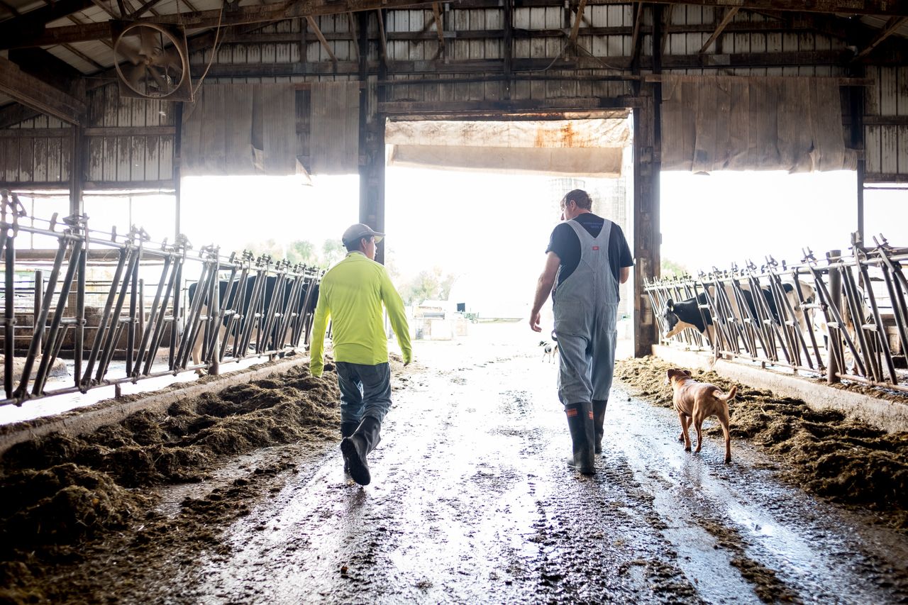 Tecpile and Rosenow walk through the cow barn at the farm.