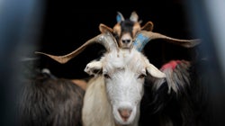 Η Ελλάδα έχει τα περισσότερα γίδια στην Ευρώπη (πραγματικά στοιχεία)