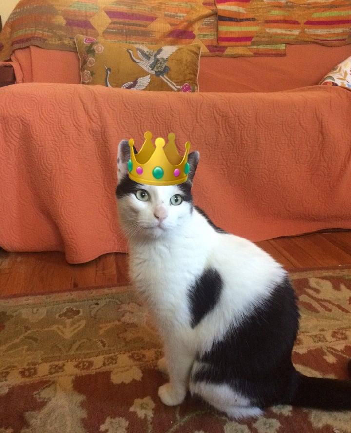 Earnest Raymond the cat is now being treated like the king he is.