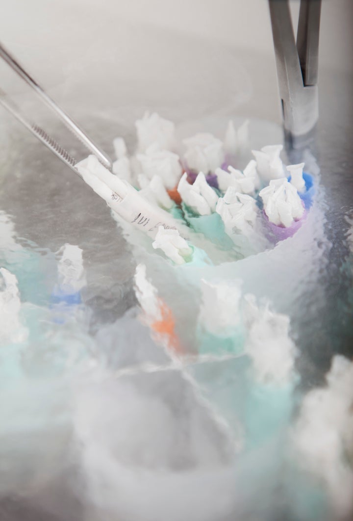 Frozen sperm samples being selected from liquid nitrogen storage for packaging and shipment. 