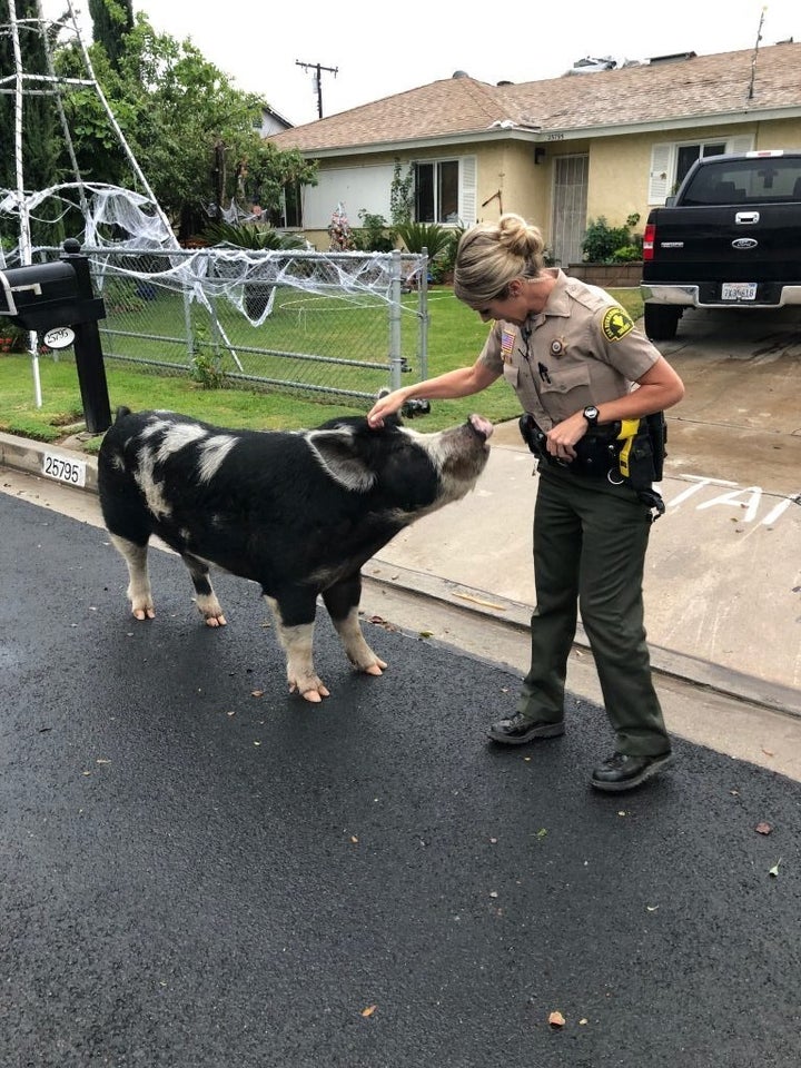 Deputy Shelly Ponce pets the escaped pig.