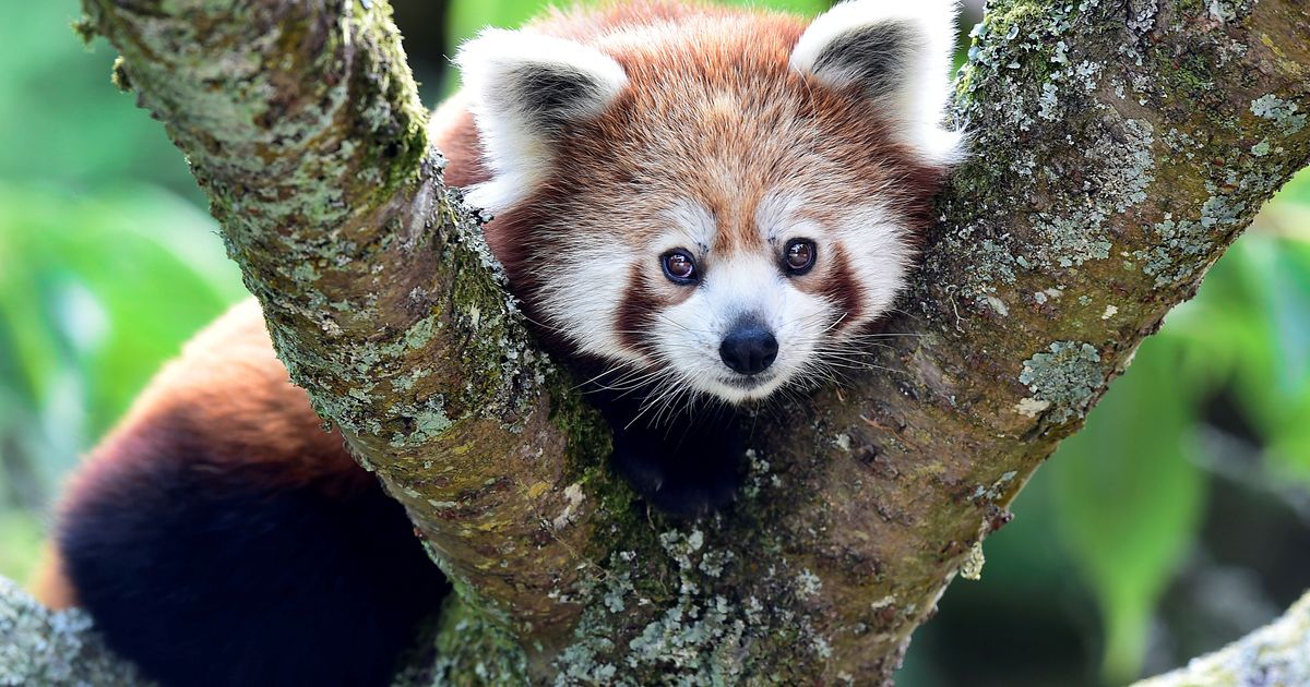 Red panda. Гималайская красная Панда. Енотовая Панда. Гималайская рыжая Панда. Гималайская гималайская Панда.