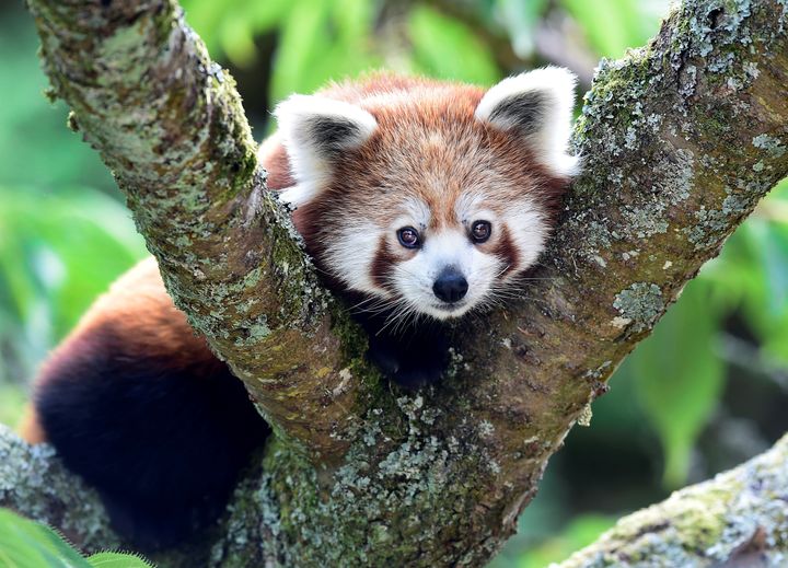 The endangered red panda, threatened by climate change and destruction of its habitat, has been identified by researchers.