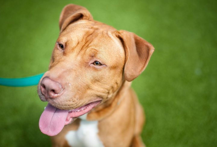 MPs have called for an independent review of banned dog breeds - including pit bull terriers 