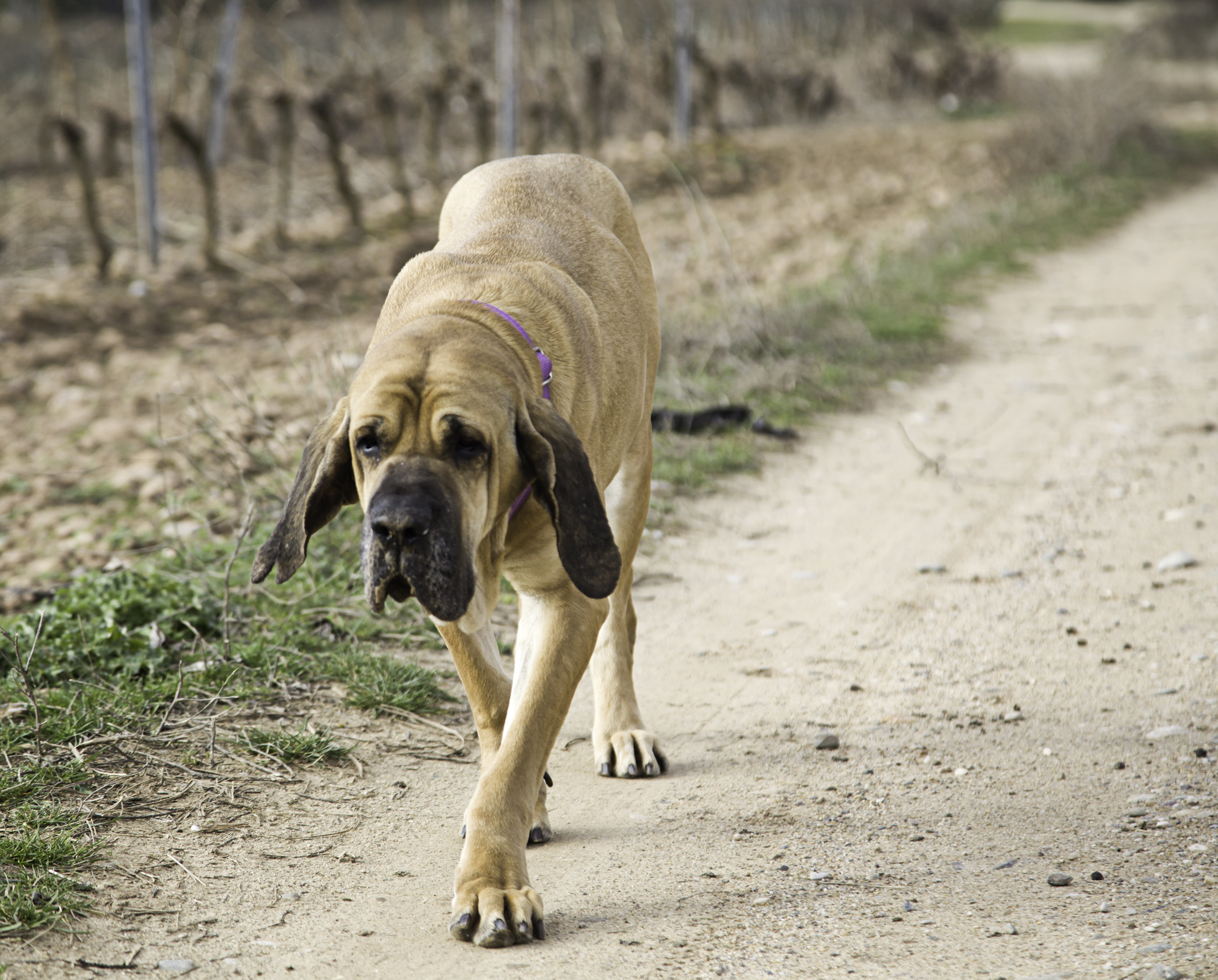 MPs Call For Review Of Banned Dog Breeds HuffPost UK   5bc5f855200000950201f3f2 