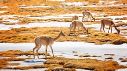 Αυτό είναι το ακριβότερο ύφασμα στον κόσμο και το είχαν ανακαλύψει οι Ίνκας