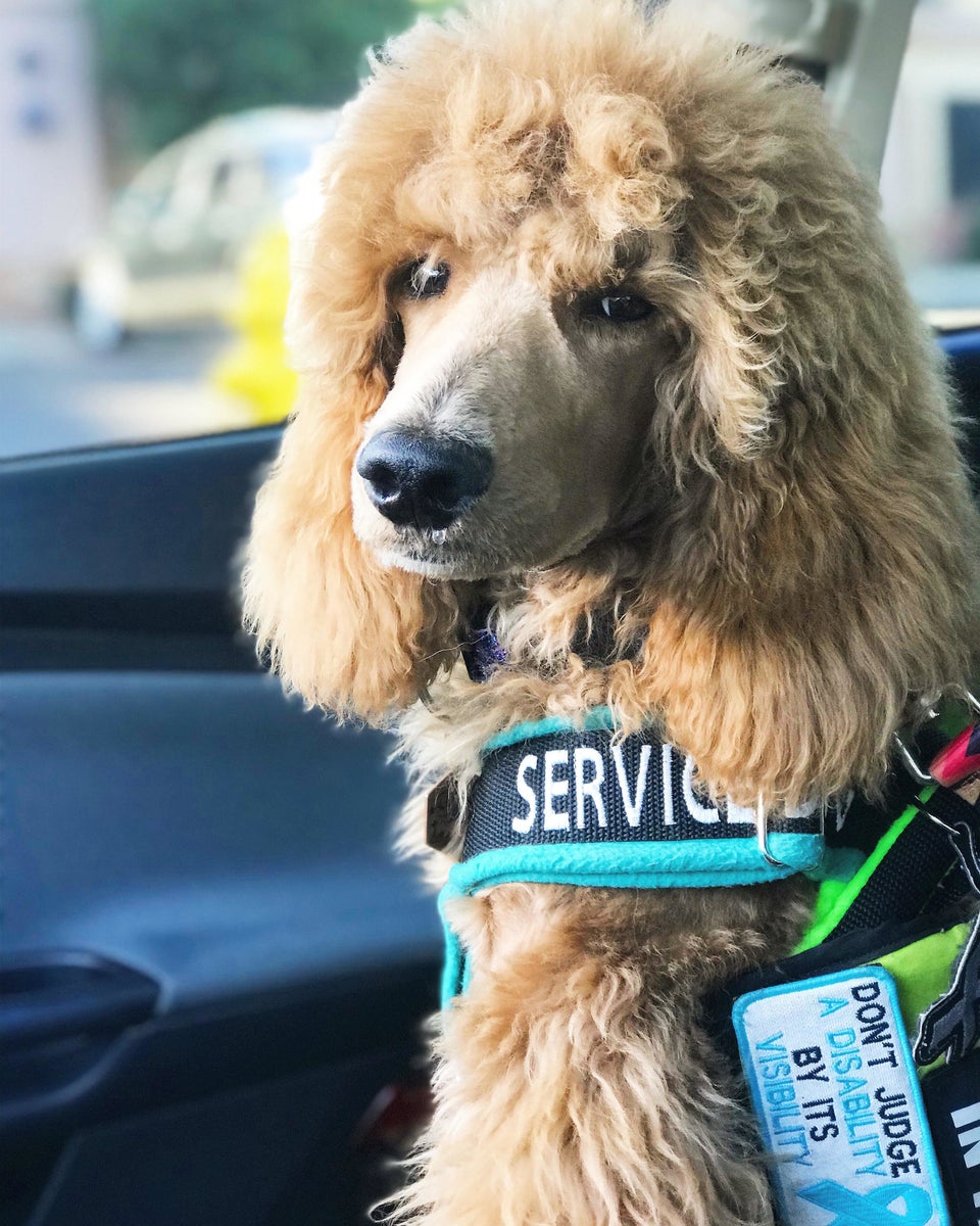 can service dogs be left alone