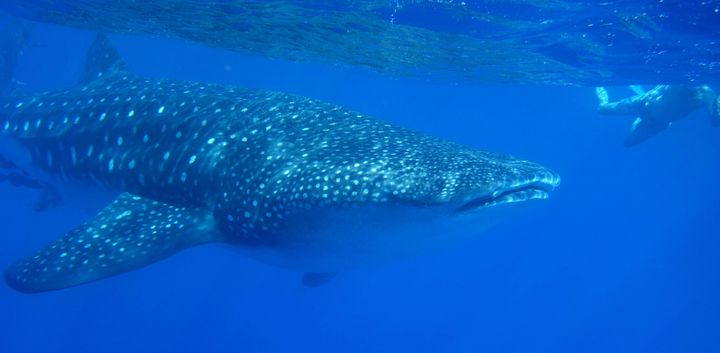 <p>Whale sharks like this one are threatened by plastic pollution.</p>