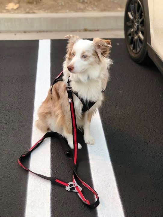 23 Photos That Capture The Bond Between Service Dogs And Their Humans PET-icure Pet Grooming & Supplies Pepperell Massachusetts 01463