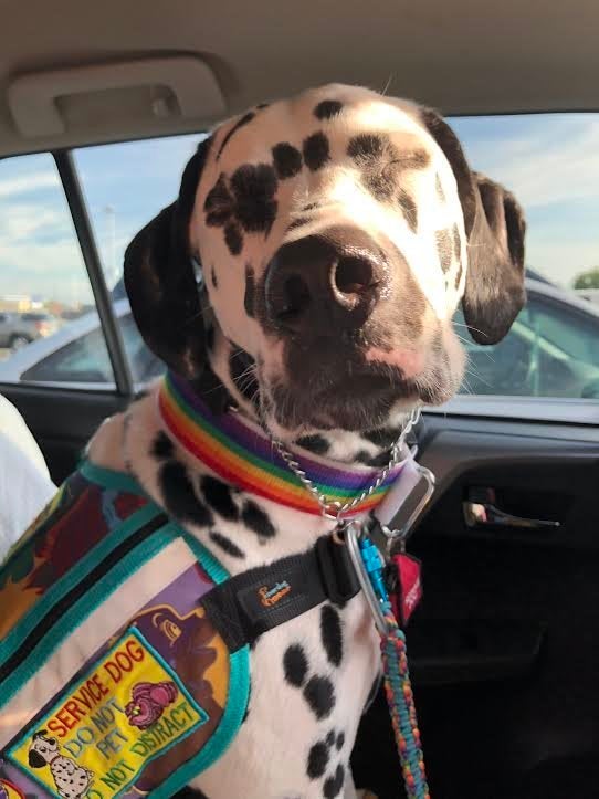 23 Photos That Capture The Bond Between Service Dogs And Their Humans PET-icure Pet Grooming & Supplies Pepperell Massachusetts 01463