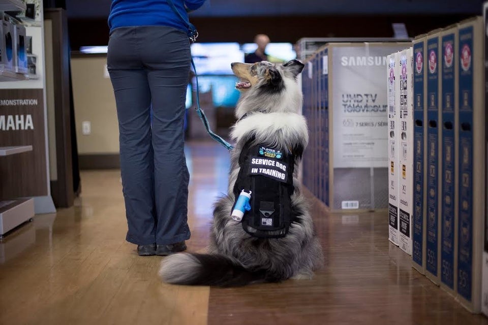 23 Photos That Capture The Bond Between Service Dogs And Their Humans PET-icure Pet Grooming & Supplies Pepperell Massachusetts 01463