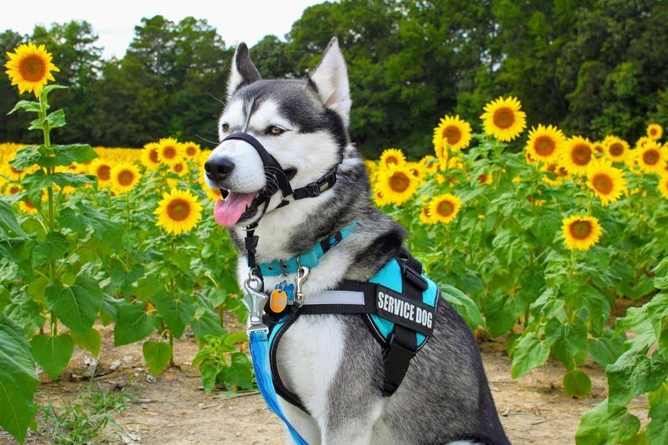 are service dogs always working