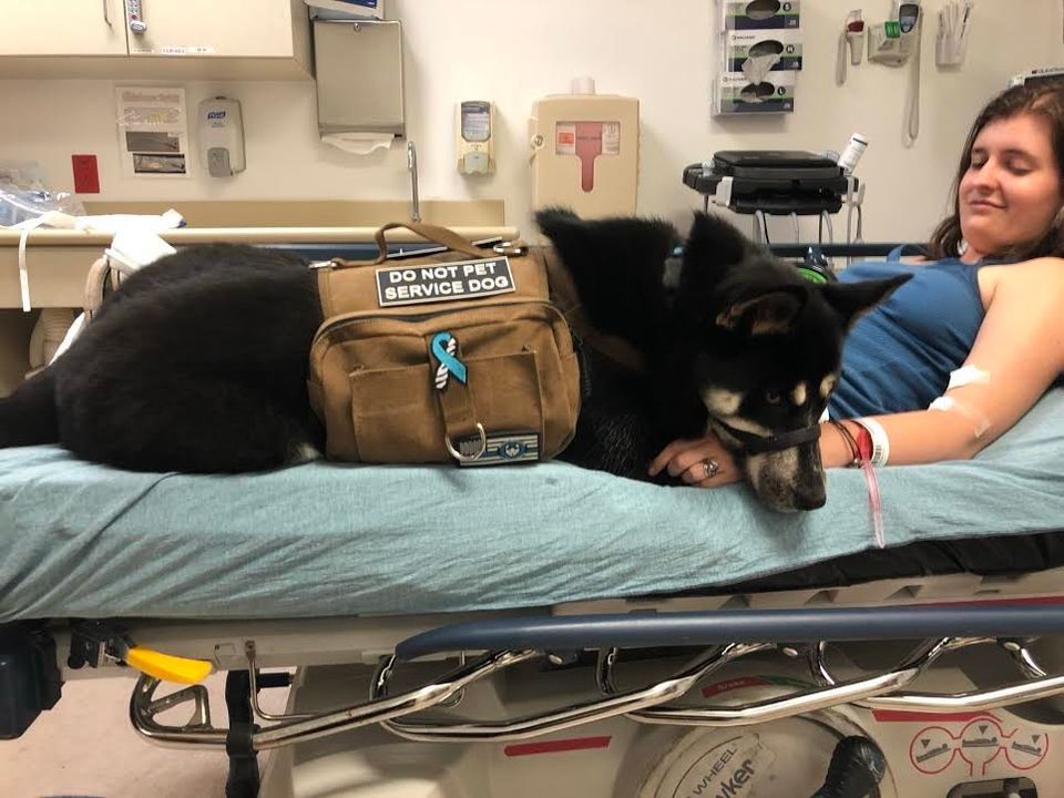 will my insurance pay for a service dog