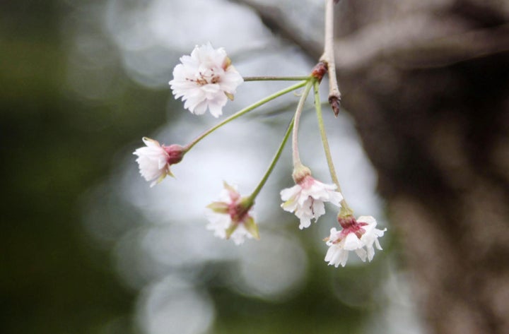 The unexpected bloom comes amid growing concern around the world about global warming.