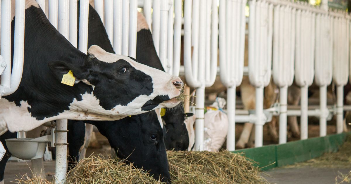 bse-mad-cow-disease-found-on-aberdeenshire-farm-huffpost-uk-news