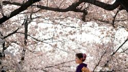 Τι έκανε ξαφνικά τις κερασιές στην Ιαπωνία να ανθίσουν μέσα στην καρδιά του φθινοπώρου (vid)