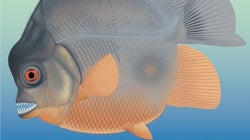 Ο προπάππους του πιράνχας βρέθηκε στη Γερμανία και είναι τρομακτικό