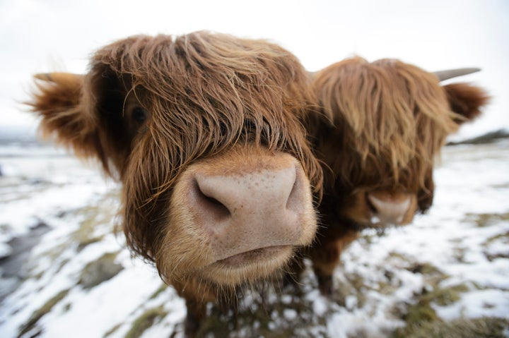 Snow is set to fall in the Scottish Highlands 