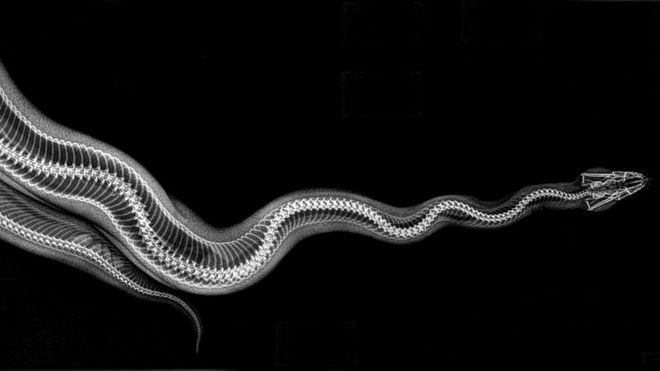 볼비단구렁이(Ball python)