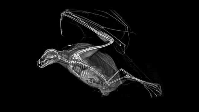 호드리게스날여우박쥐(Rodrigues flying fox)