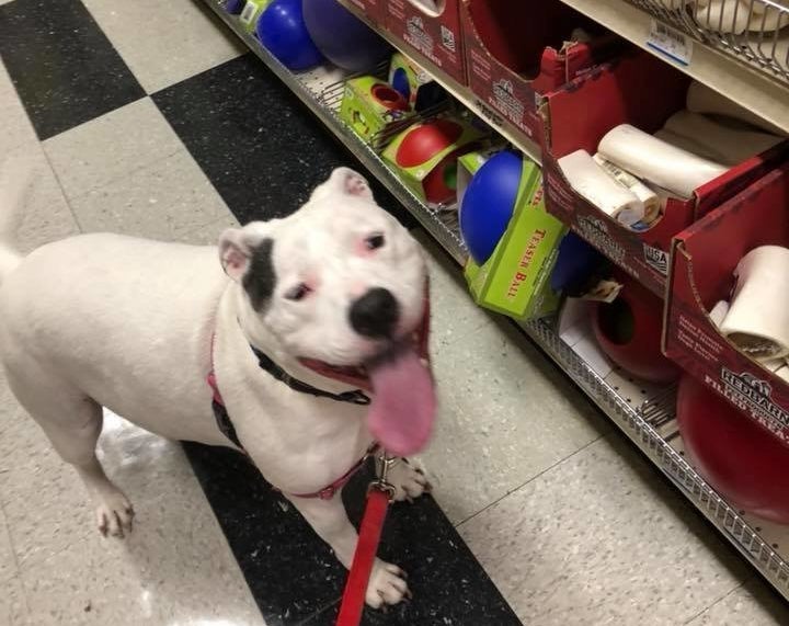 Ginger checks out some dog toys on an outing.