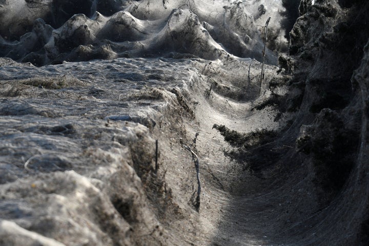 Giant spiders' web covers Greek beach, Greece