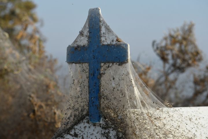 A veil of spider webs cover this religious shrine.