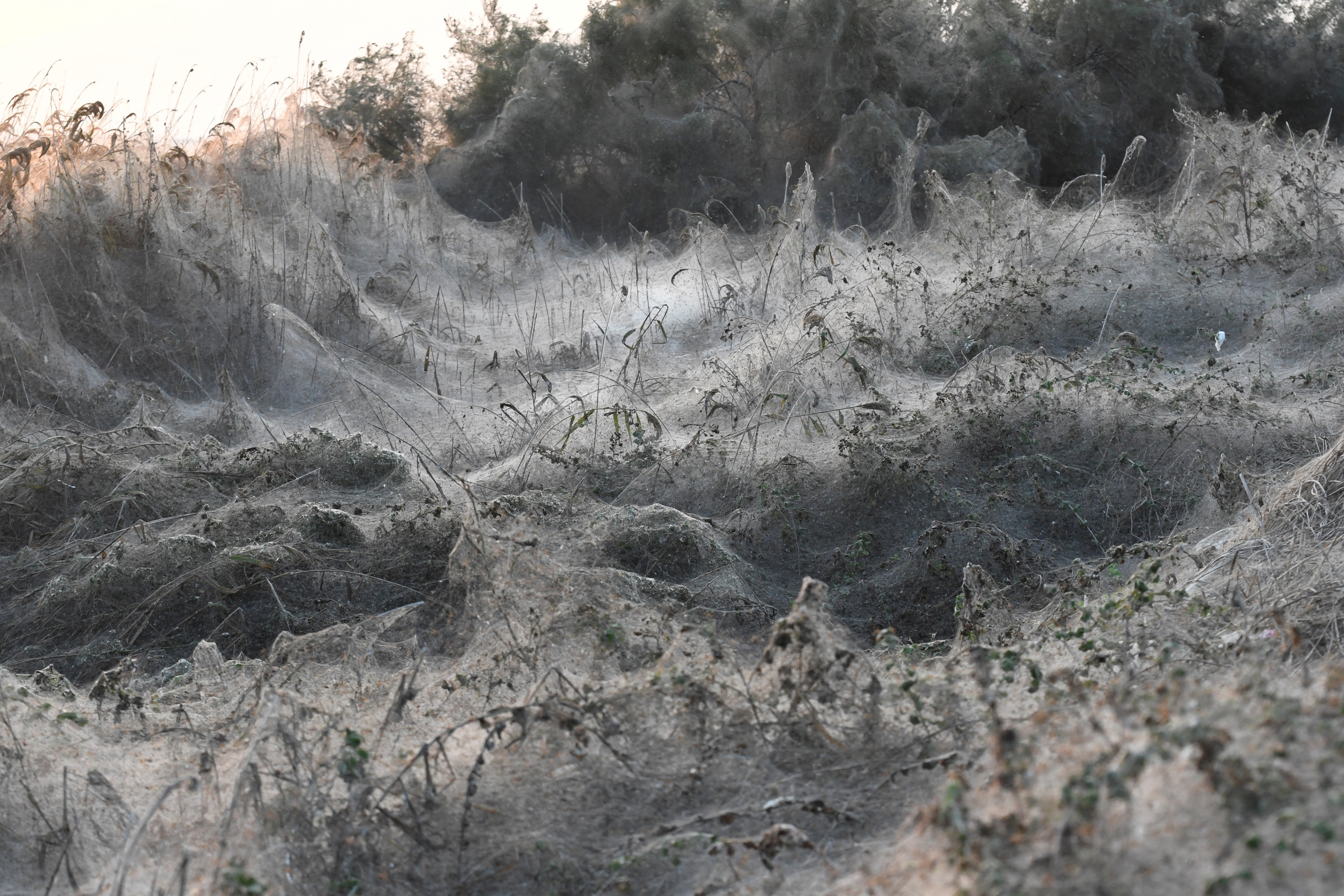 Massive Spider Webs Completely Cover Greek Beach In Surreal Photos   5bcb82562200001203dd9e15 