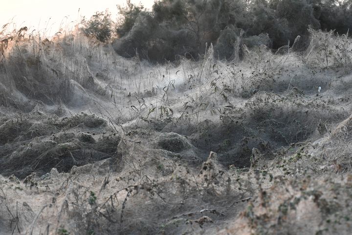A gray-white blanket of spider webs.