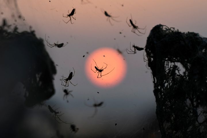 A closeup of spiders as the sun rises behind them.