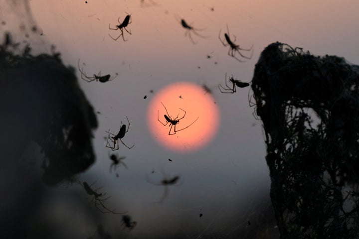 Giant spiders' web covers Greek beach, Greece