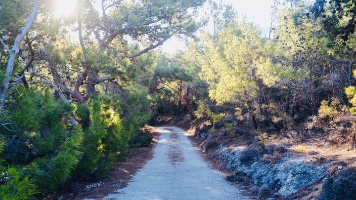 το παραμελημένο δάσος της Αγίας Κυριακής