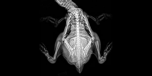 Oregon Zoo Shares Spooktacular Animal X-rays | HuffPost