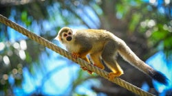 Μαϊμούδες λιθοβόλησαν μέχρι θανάτου άνθρωπο στην Ινδία